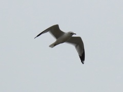 Larus delawarensis