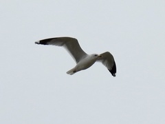 Larus delawarensis