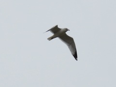 Larus delawarensis