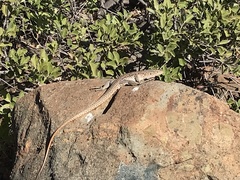 Callopistes maculatus