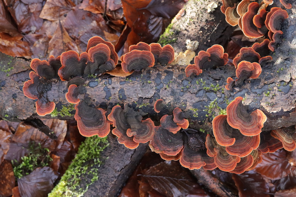 Stereum insignitum · February 2026 · photo: © bjoerns (iNaturalist, cc-by)