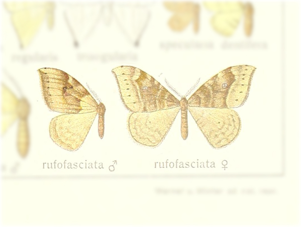 Drepana rufofasciata