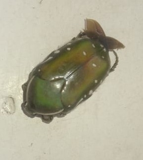 Emerald Fruit Chafer