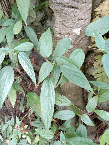 Zollinger's False Nettle (Boehmeria zollingeriana)