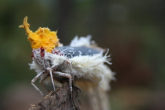 Cerogenes auricoma