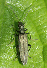 Oedemera virescens