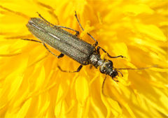 Oedemera virescens