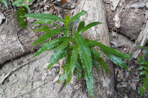 Helicia cochinchinensis iNat (1)
