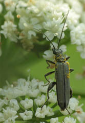 Oedemera virescens