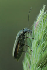 Oedemera virescens