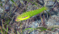 Novaculoides macrolepidotus