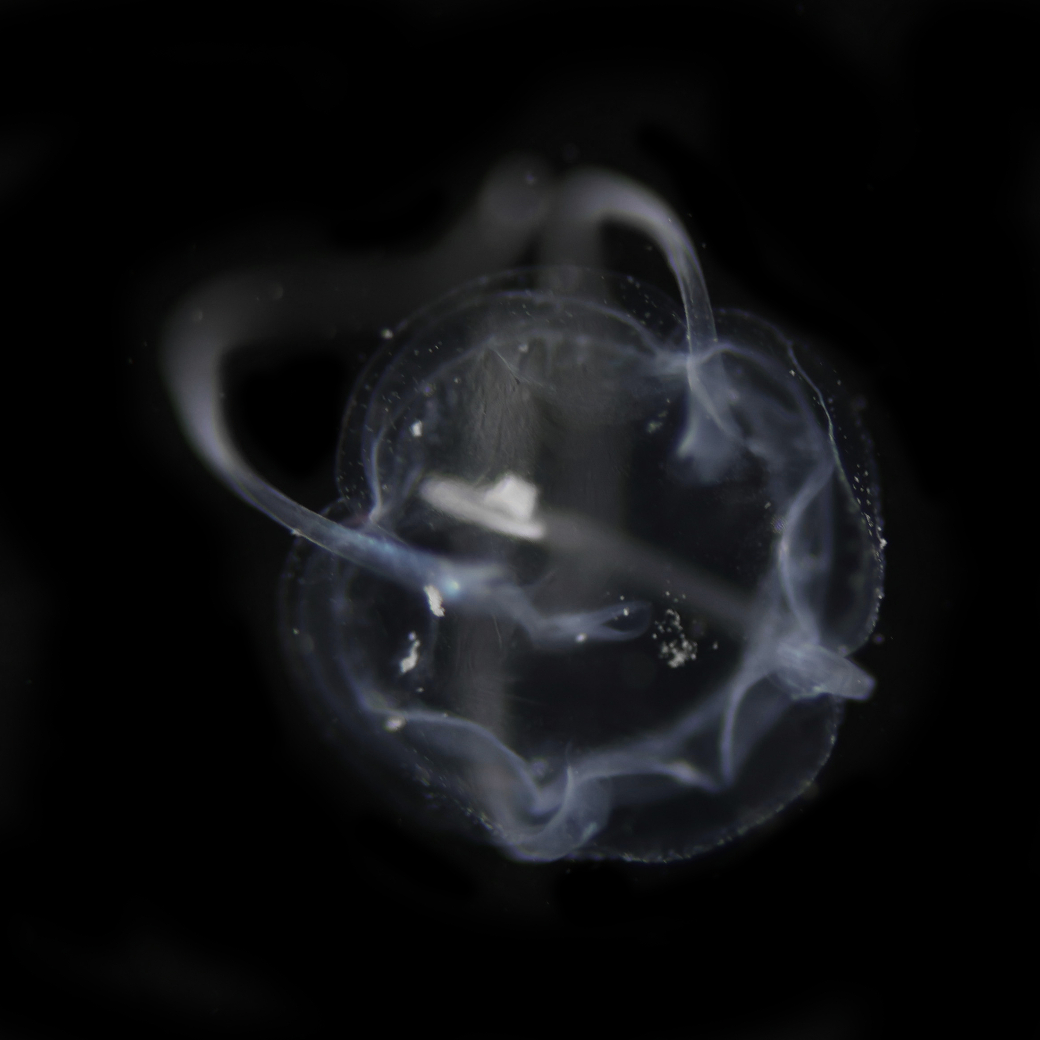 Solmundaegina nematophora Lindsay, 2017
