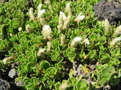 Baccharis magellanica