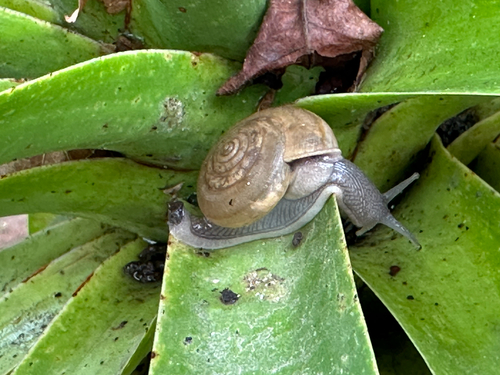 Siamese Common Snail