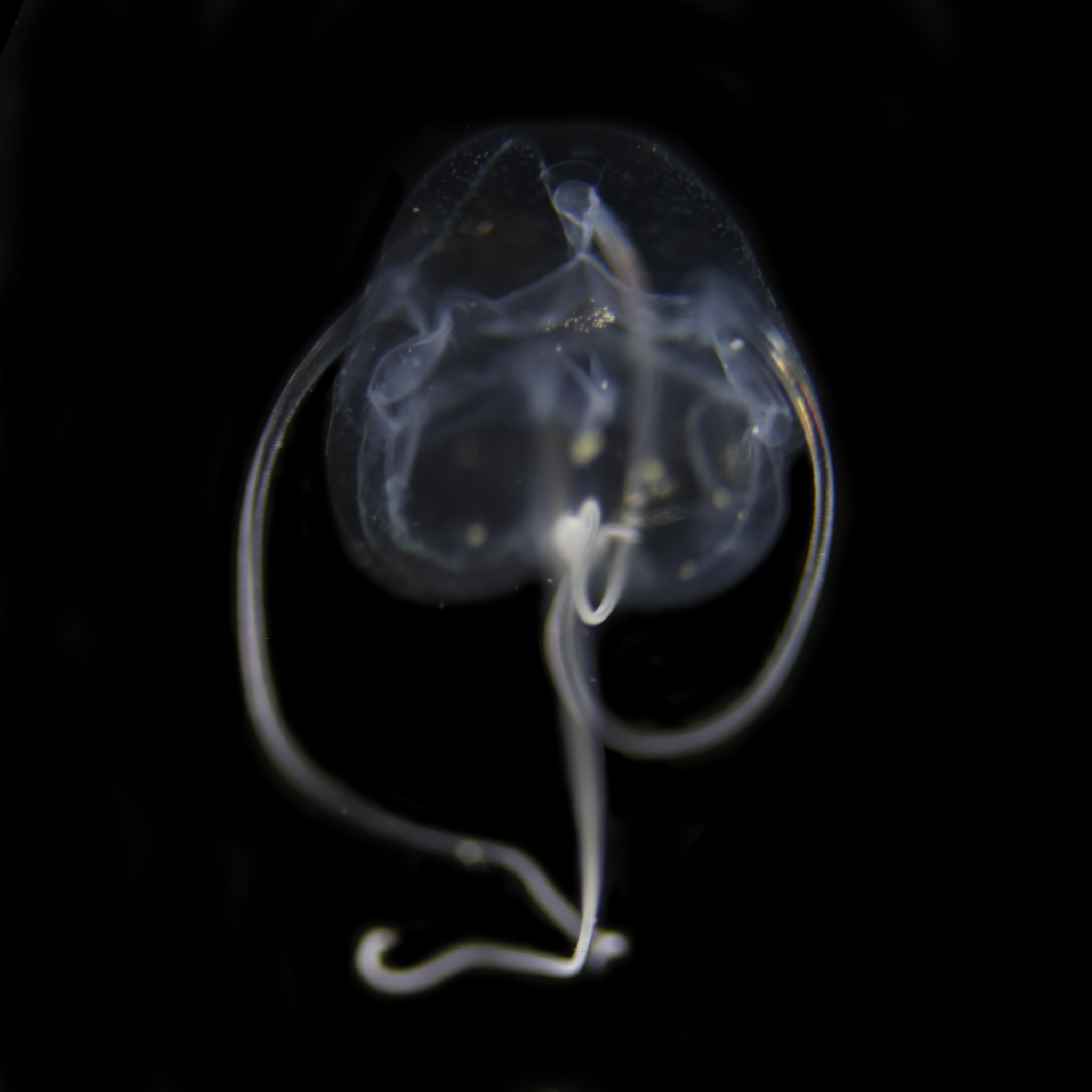 Solmundaegina nematophora Lindsay, 2017