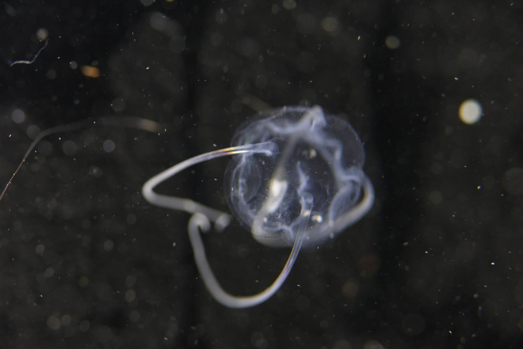 Solmundaegina nematophora Lindsay, 2017
