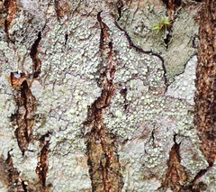 Buellia griseovirens