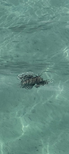 Indian Lionfish — seen at this dive site