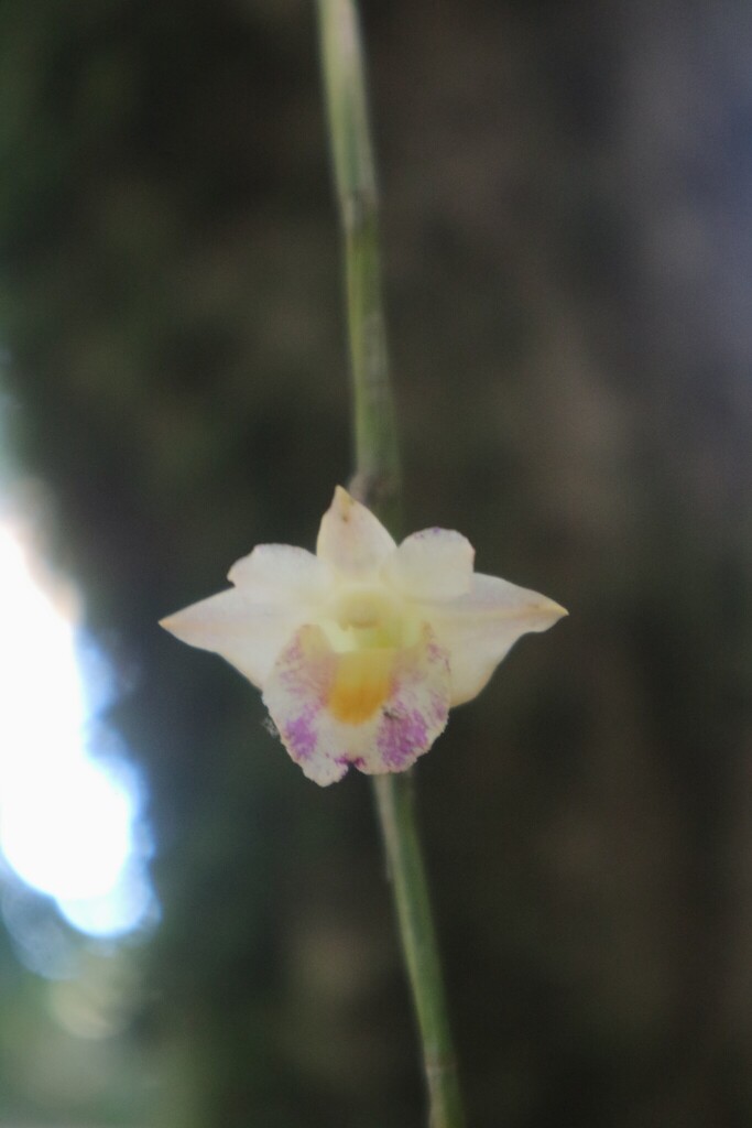 Dendrobium nudum (Blume) Lindl. 2