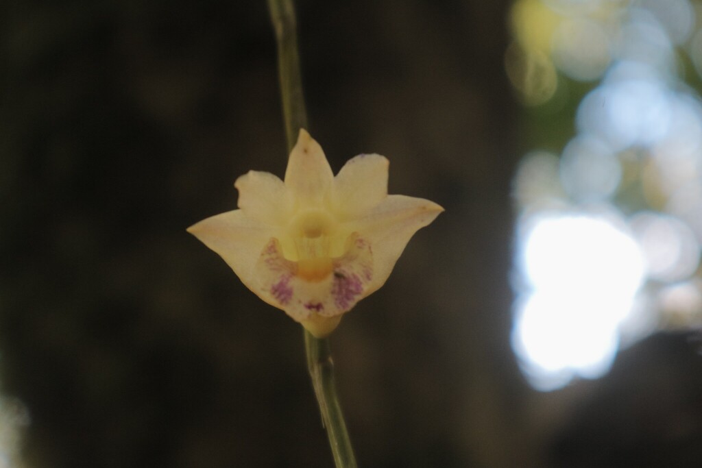 Dendrobium nudum (Blume) Lindl. 3
