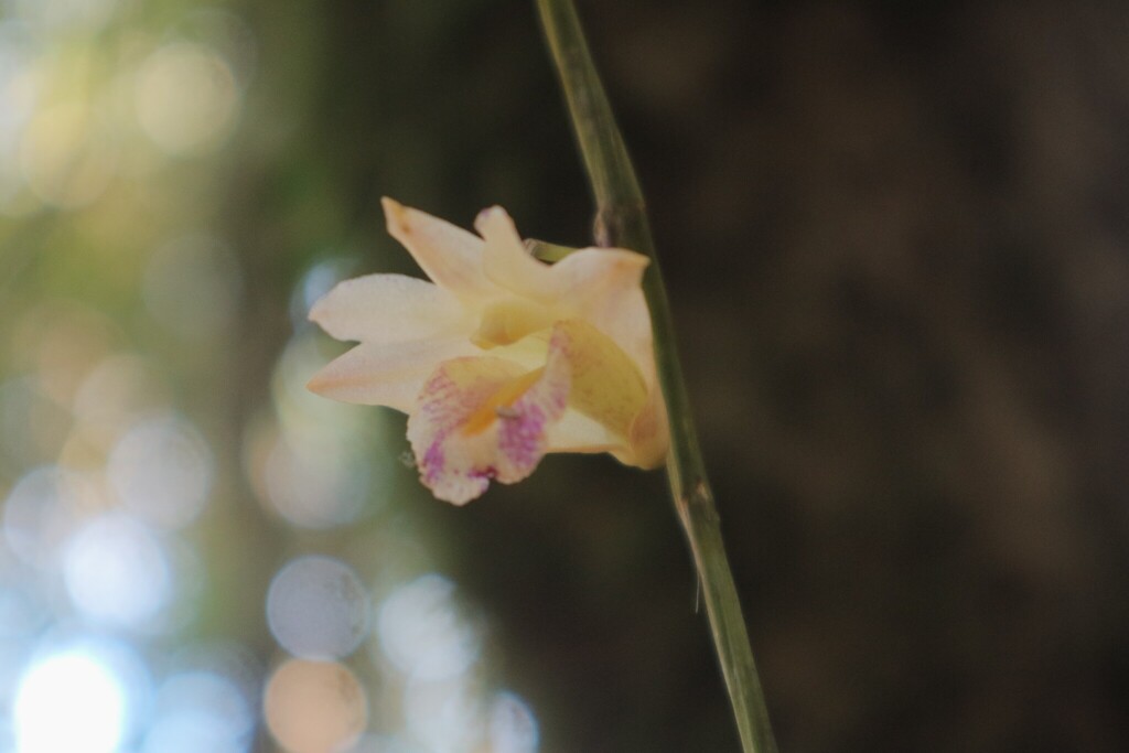 Dendrobium nudum (Blume) Lindl.