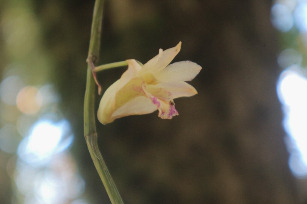 Dendrobium nudum (Blume) Lindl. 4