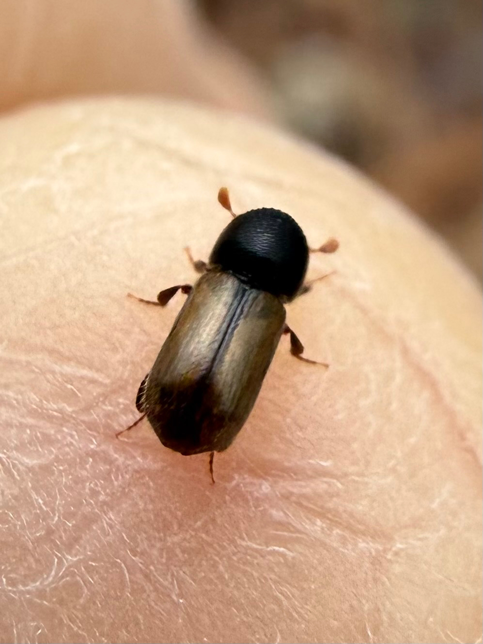 Trypodendron domesticum