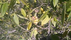 Neopringlea integrifolia