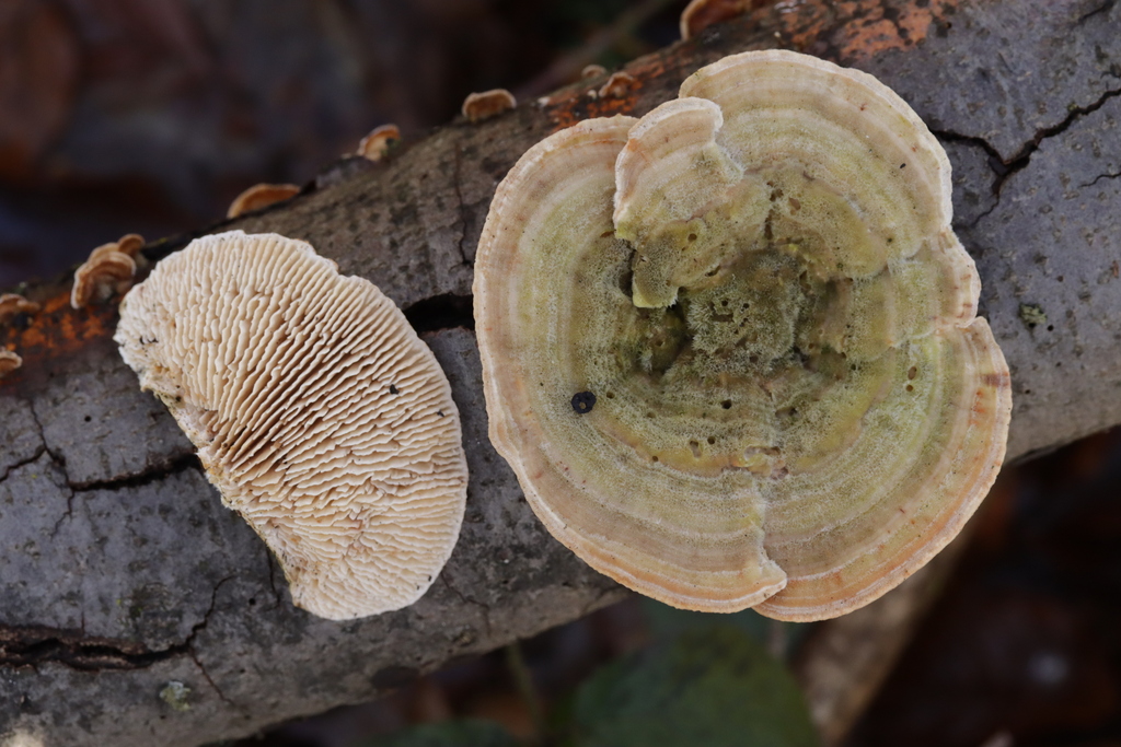 Trametes betulina · February 2026 · photo: © bjoerns (iNaturalist, cc-by)
