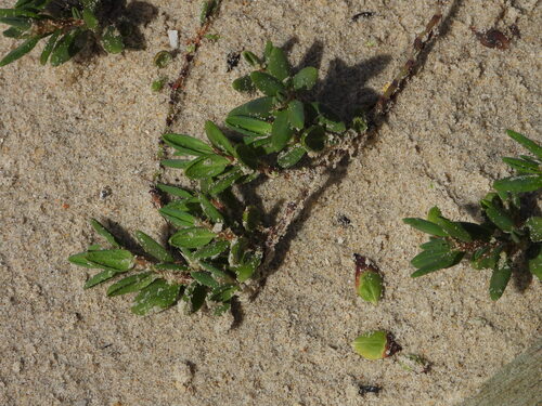 Polygonum maritimum (Polygonum maritimum)