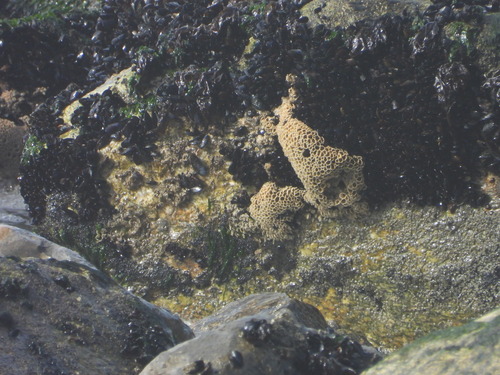 Honeycomb Worm, Vagos, Aveiro, Portugal, photo 5 of 10