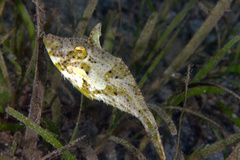 Pseudomonacanthus macrurus
