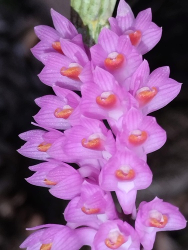 Toothbrush orchid