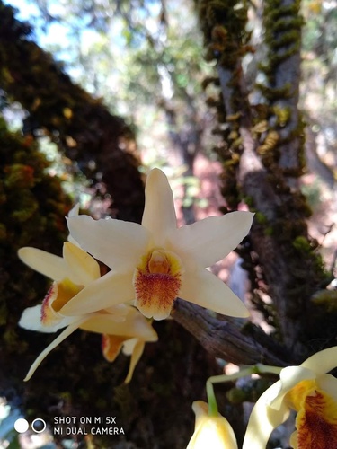 Dendrobium heterocarpum