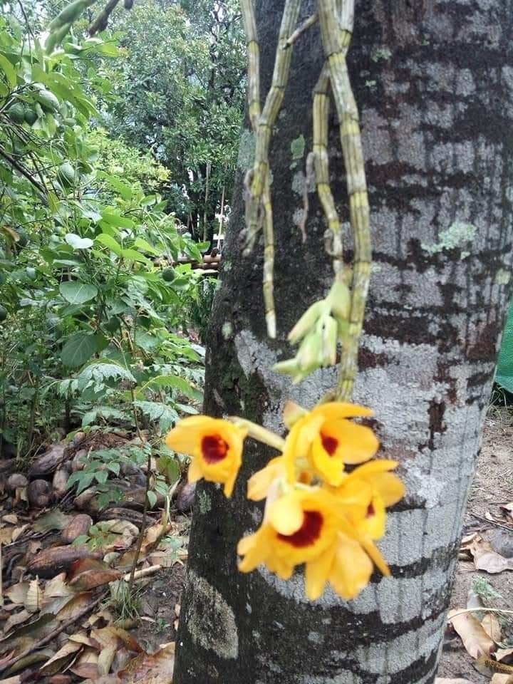 Dendrobium denneanum Kerr 2
