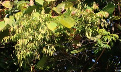 Ventilago madraspatana