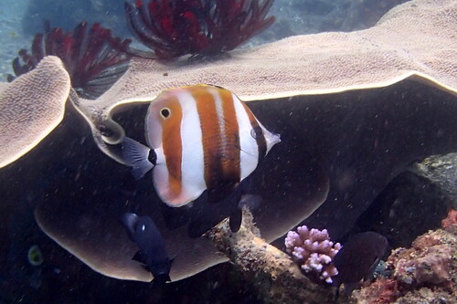 Butterflyfish (Coradion chrysozonus) — Chaetodontidae — 4