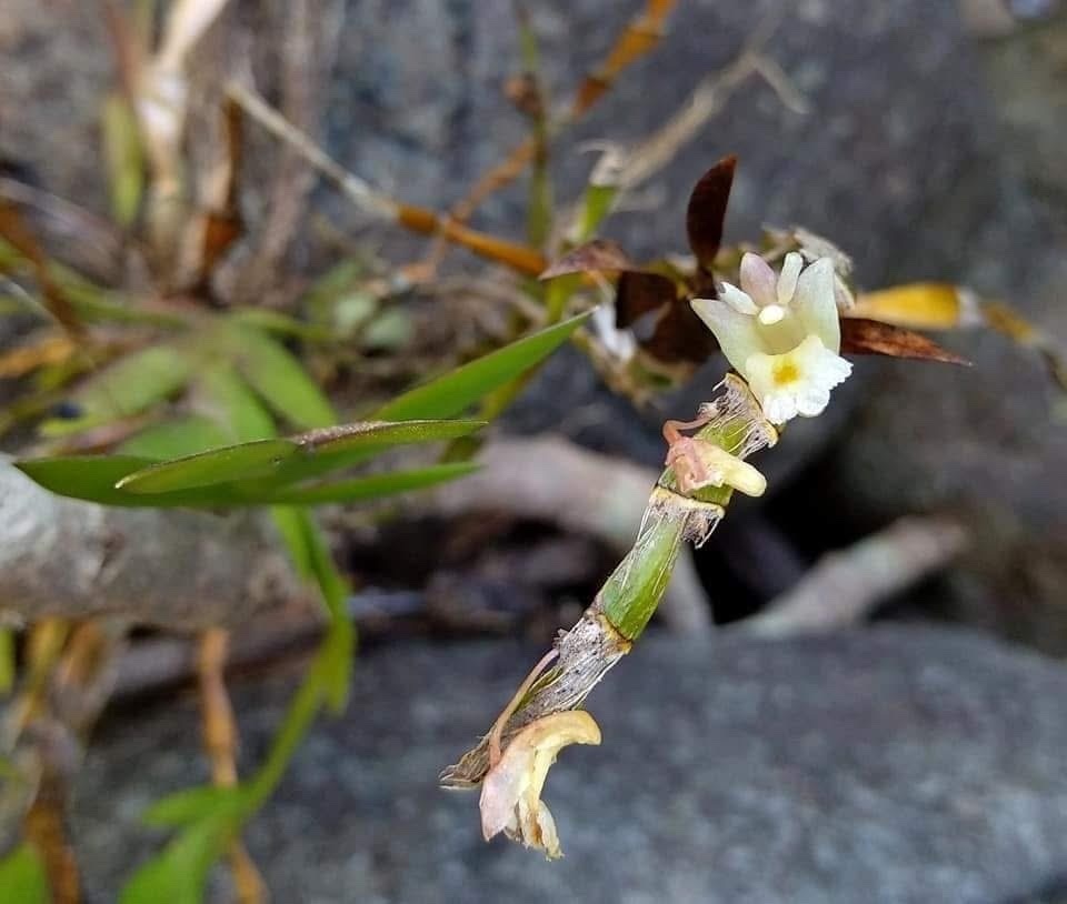 Dendrobium terminale C.S.P.Parish & Rchb.f. 4