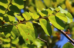 Ventilago madraspatana