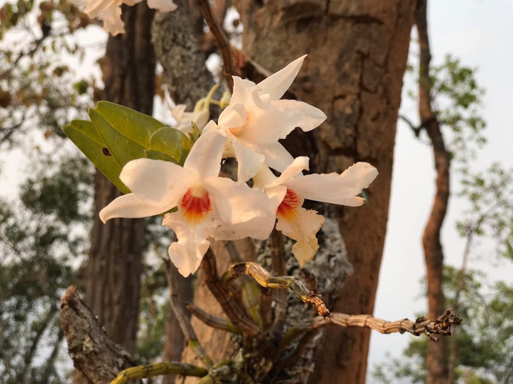 Dendrobium draconis Rchb.f. 3