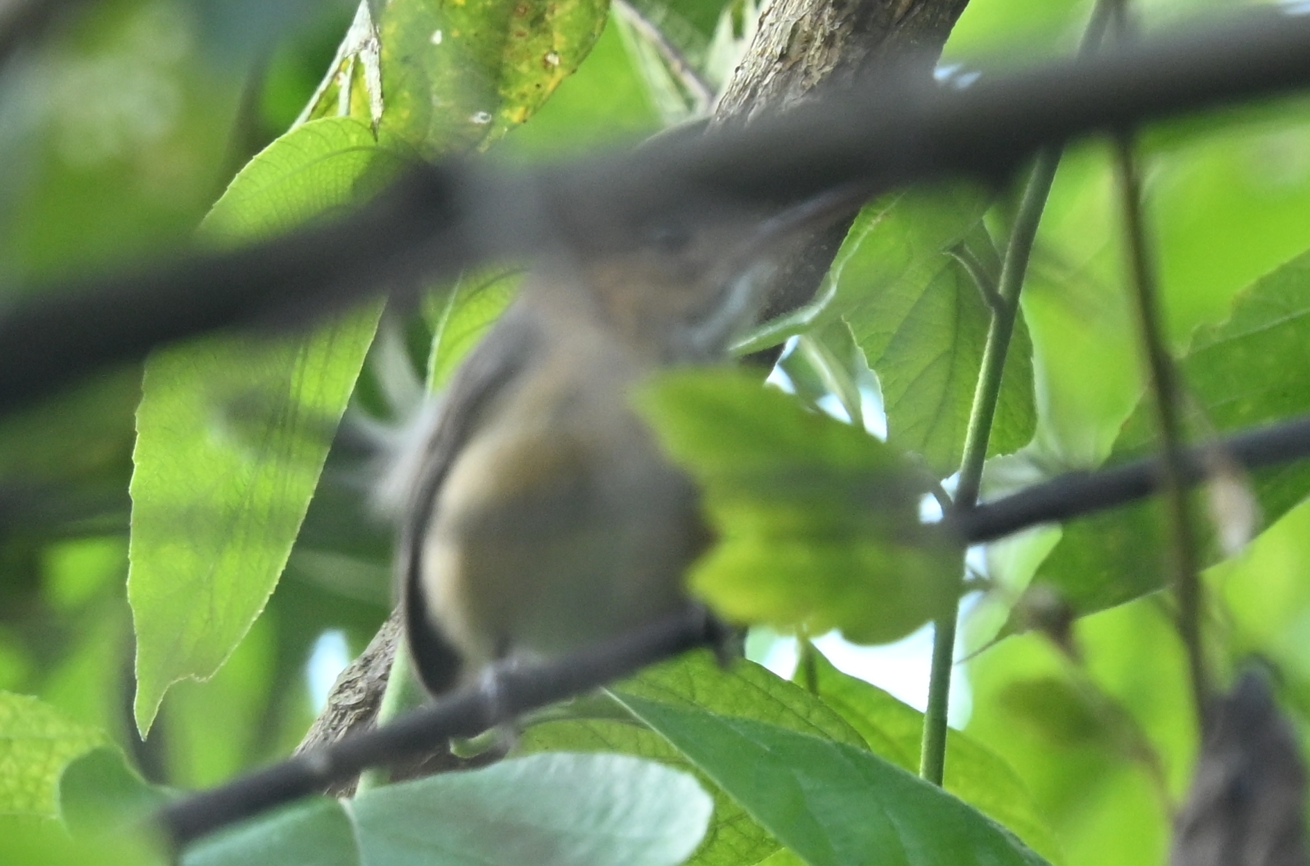 Trilling Gnatwren (Ramphocaenus melanurus), photo 6