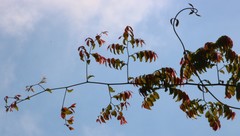 Ventilago madraspatana