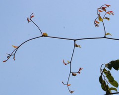 Ventilago madraspatana