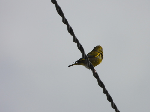 Verderón común (Chloris chloris)