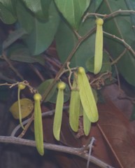 Ventilago madraspatana