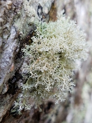 Sphaerophorus venerabilis