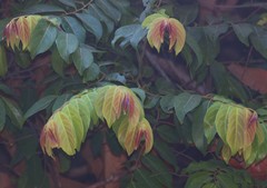 Ventilago madraspatana