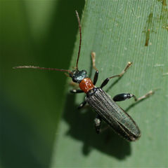 Oedemera croceicollis