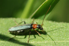 Oedemera croceicollis