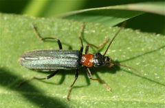 Oedemera croceicollis